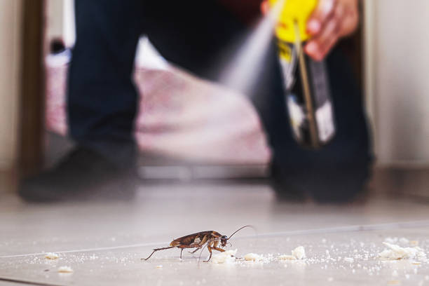 Best Affordable Pest Control Services  in New River, AZ
